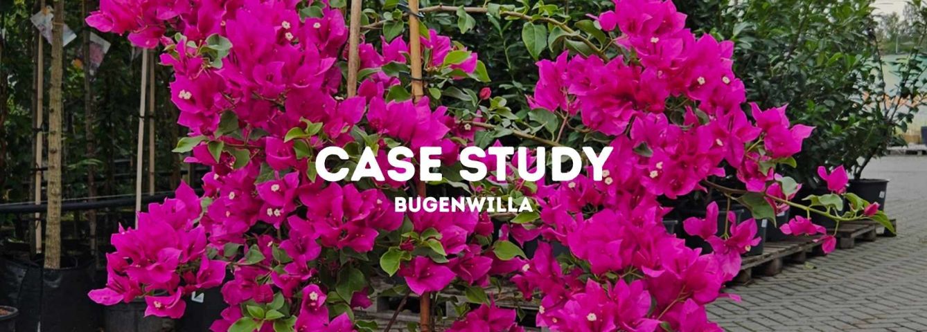 Case Study: Jak odratowaliśmy BUGENWILLE?