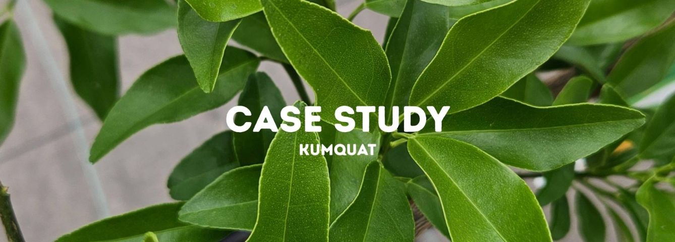 Case Study: Jak odratowaliśmy KUMQUAT Pokrzywą?