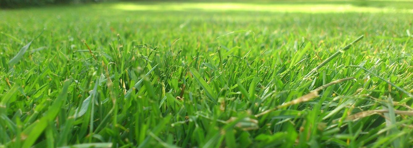 Jak bezpiecznie i naturalnie zwalczać pędraki i inne szkodniki w Twoim trawniku?
