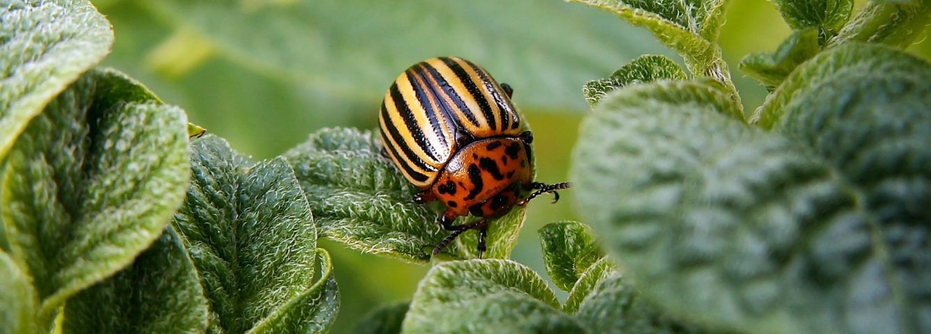 Stonka ziemniaczana