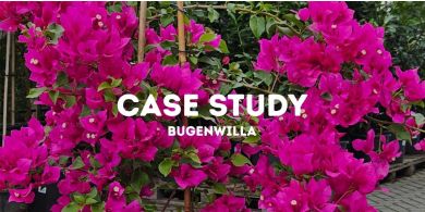 Case Study: Jak odratowaliśmy BUGENWILLE?