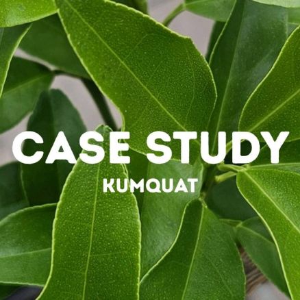 Case Study: Jak odratowaliśmy KUMQUAT Pokrzywą?