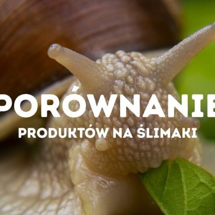 Porównanie produktów na ślimaki